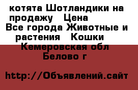 котята Шотландики на продажу › Цена ­ 5 000 - Все города Животные и растения » Кошки   . Кемеровская обл.,Белово г.